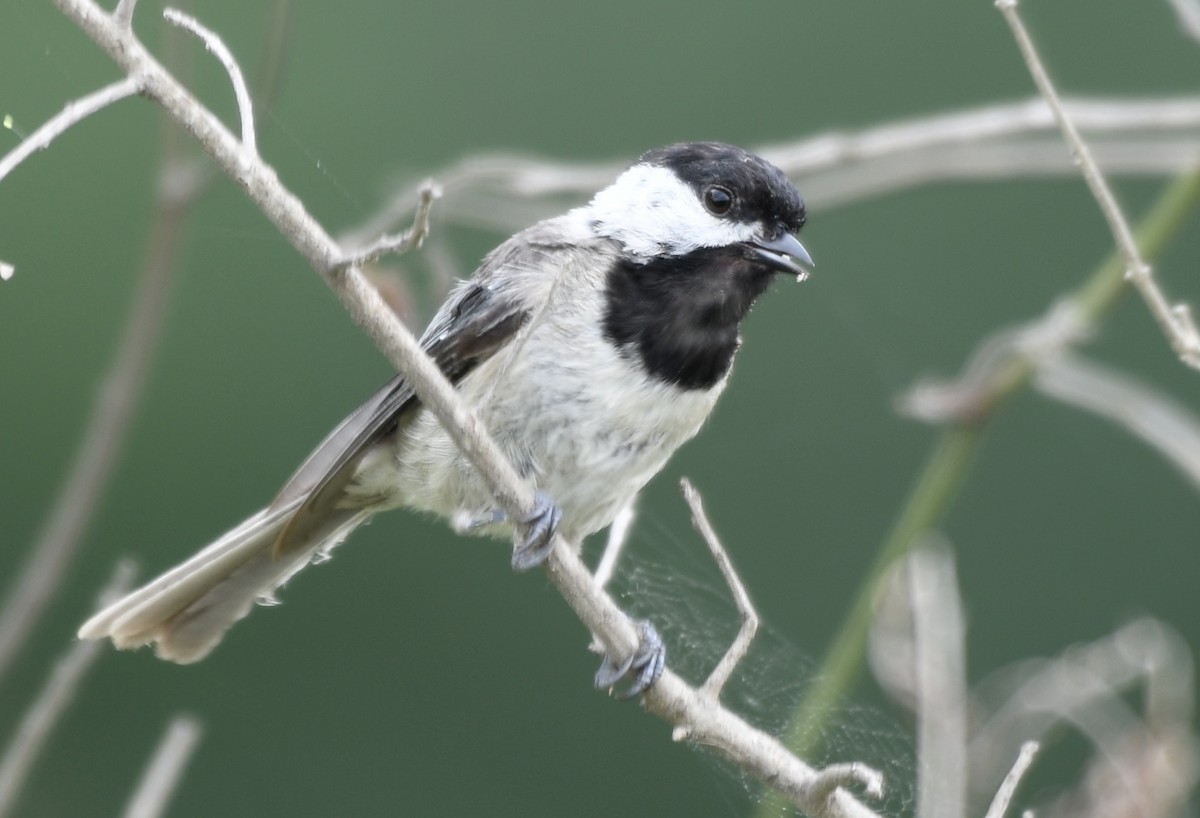 Carolina Chickadee - ML620707574