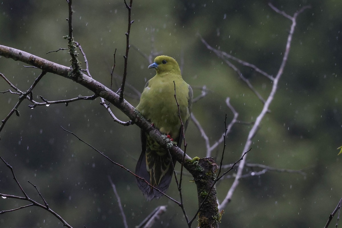 Wedge-tailed Green-Pigeon - ML620707576