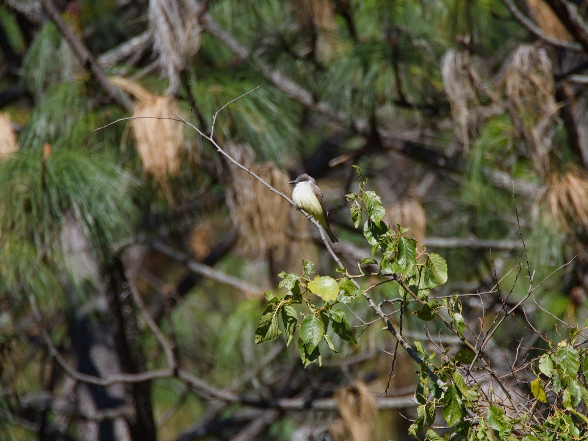 Dickschnabel-Königstyrann - ML620707579