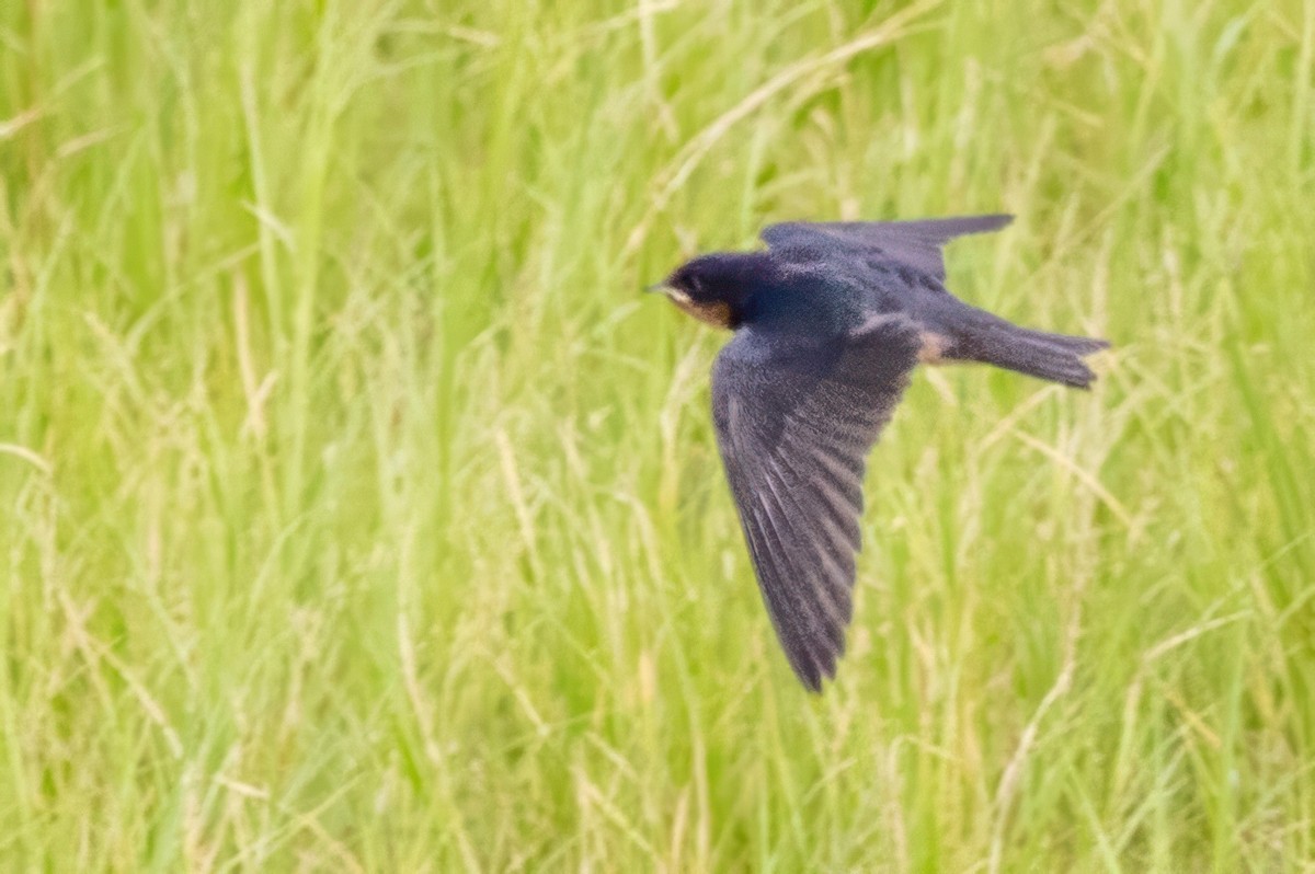 Barn Swallow - ML620707581