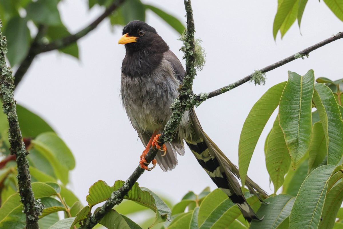 Yellow-billed Blue-Magpie - ML620707583