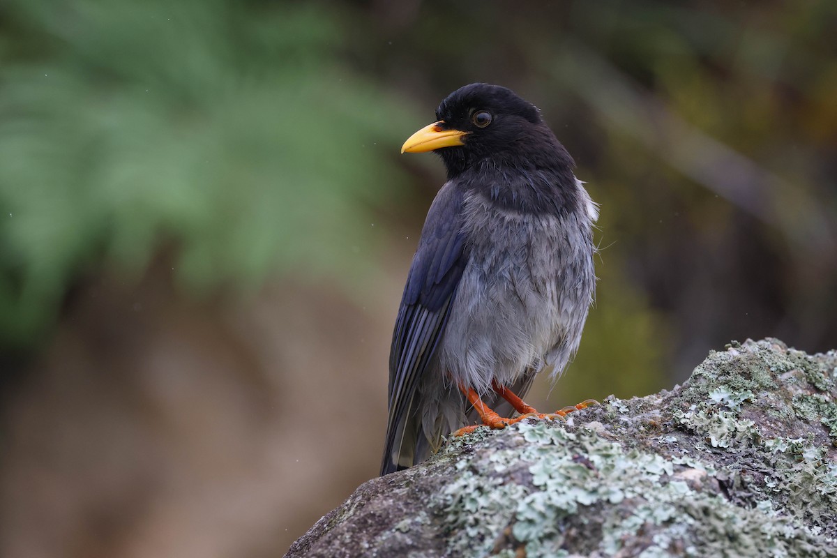 Yellow-billed Blue-Magpie - ML620707584