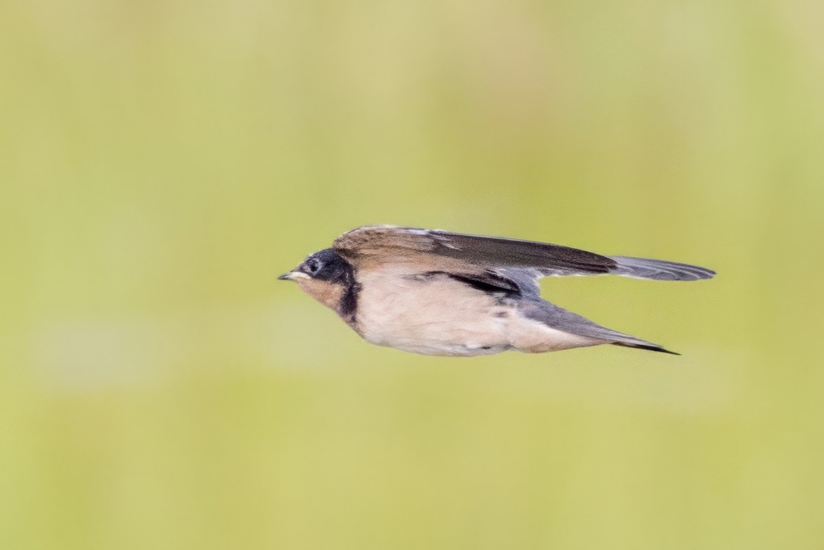 Barn Swallow - ML620707585