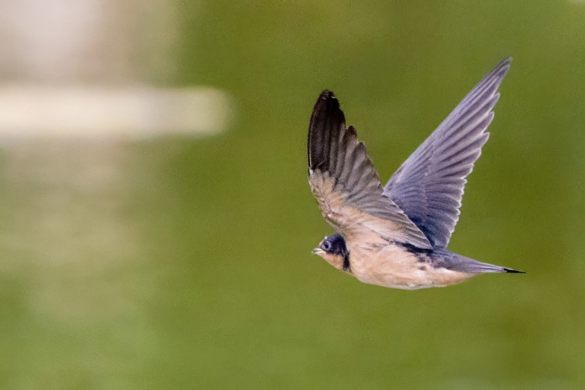 Golondrina Común - ML620707587