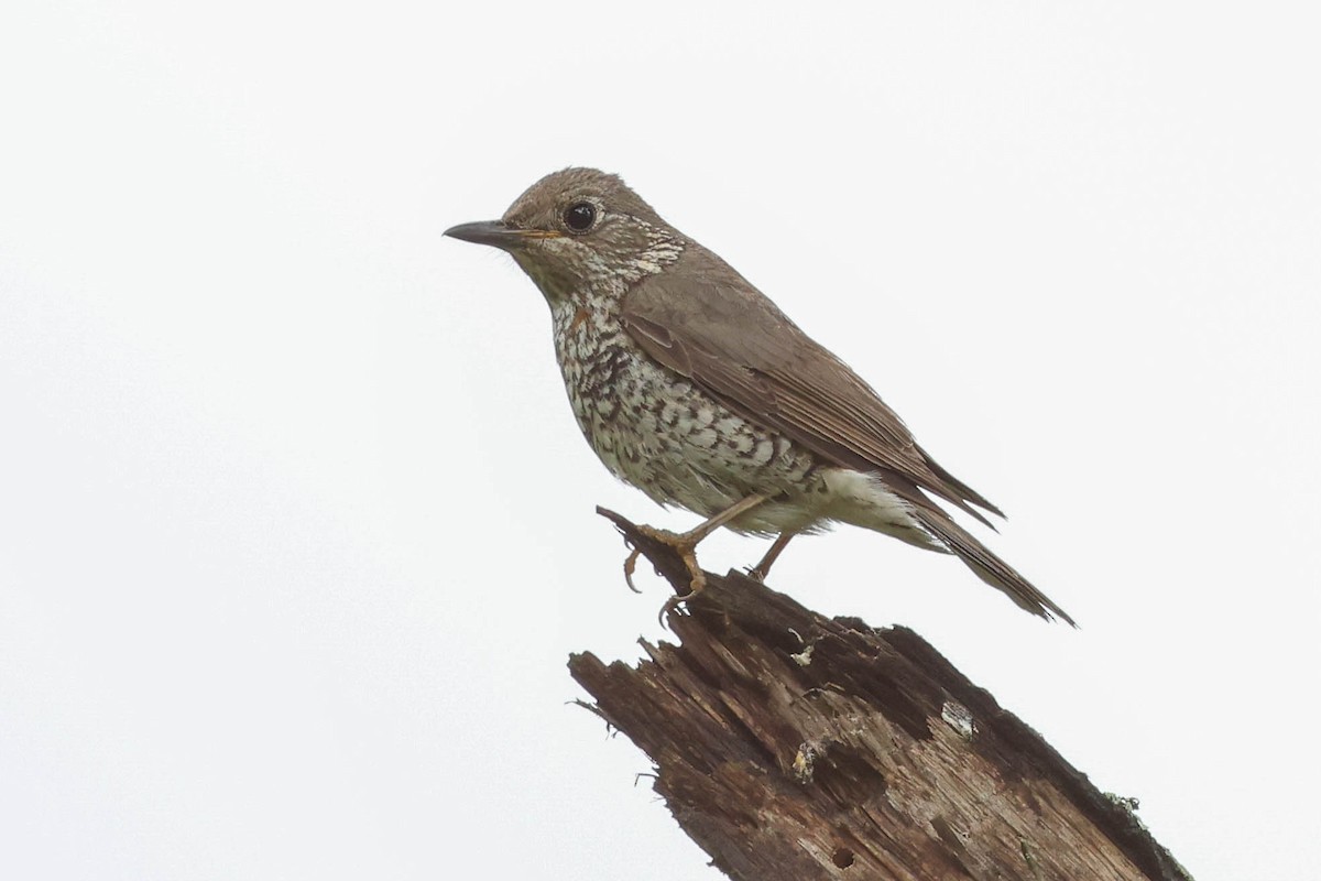 Blue Rock-Thrush - ML620707588