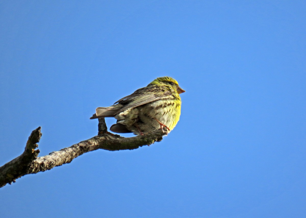 European Serin - ML620707591