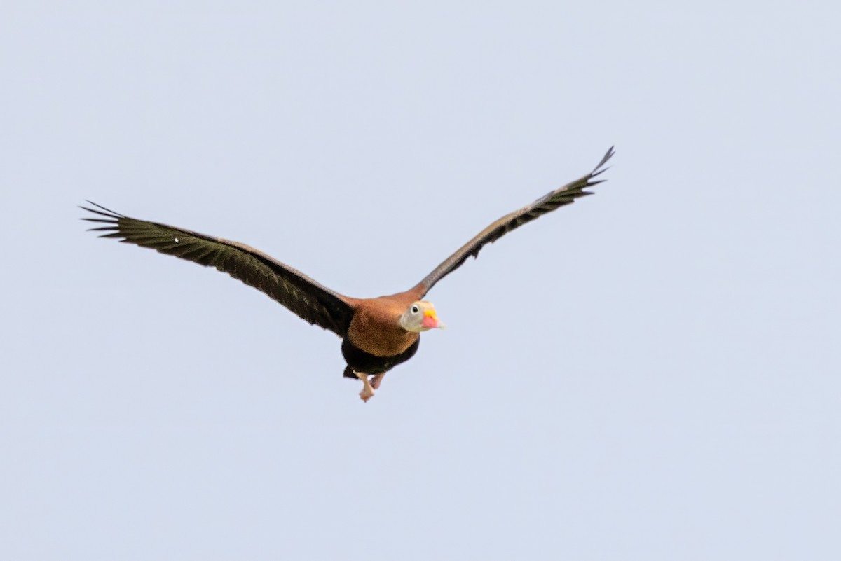 Black-bellied Whistling-Duck - ML620707592