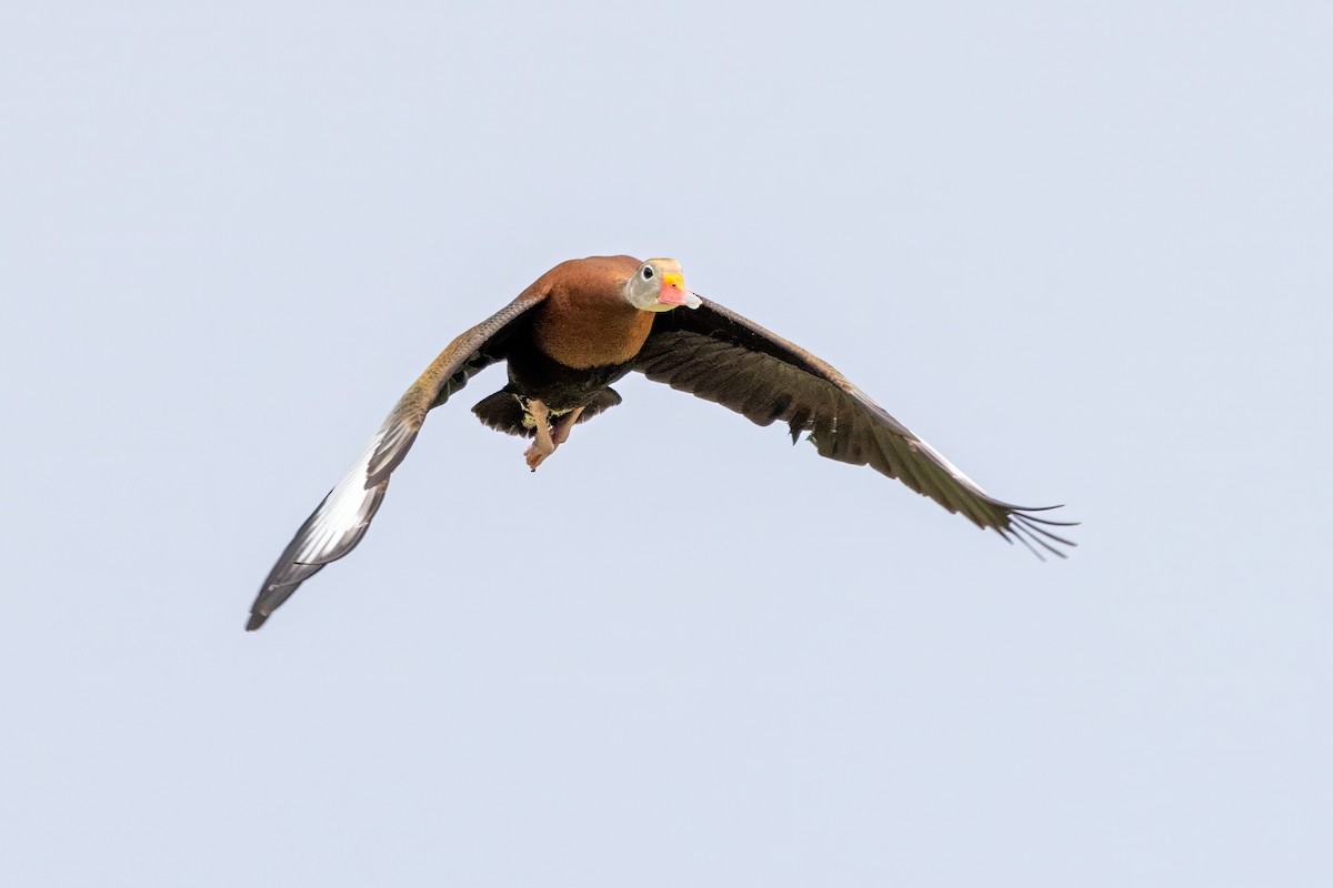 Black-bellied Whistling-Duck - ML620707593