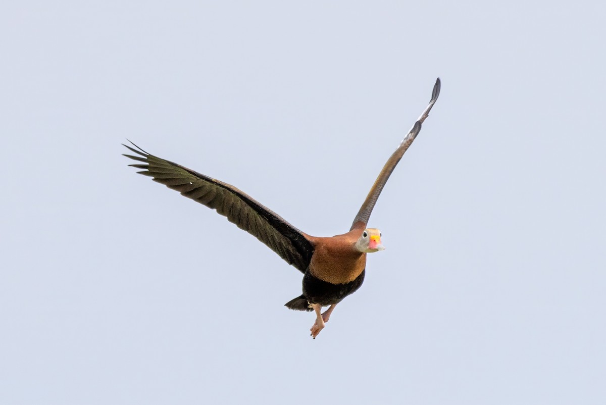 Black-bellied Whistling-Duck - ML620707595