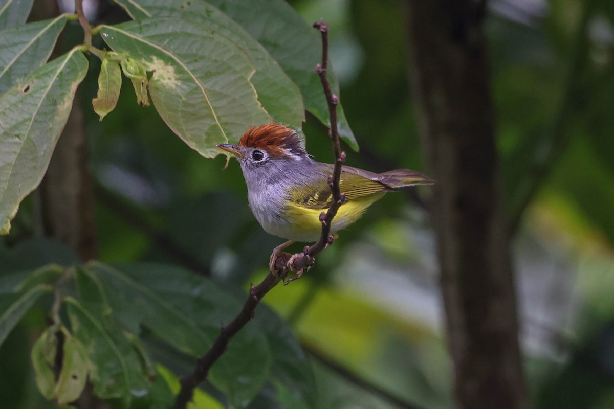 Chestnut-crowned Warbler - ML620707596