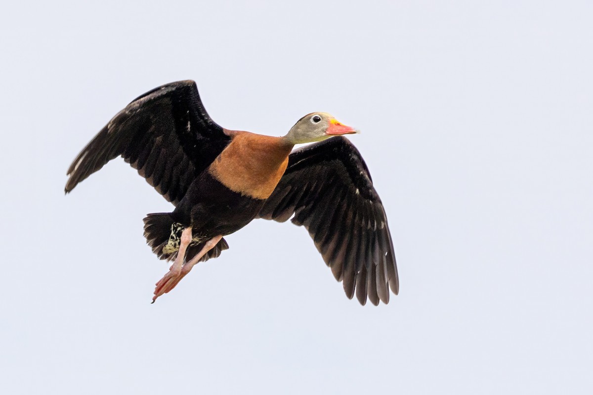 Black-bellied Whistling-Duck - ML620707597