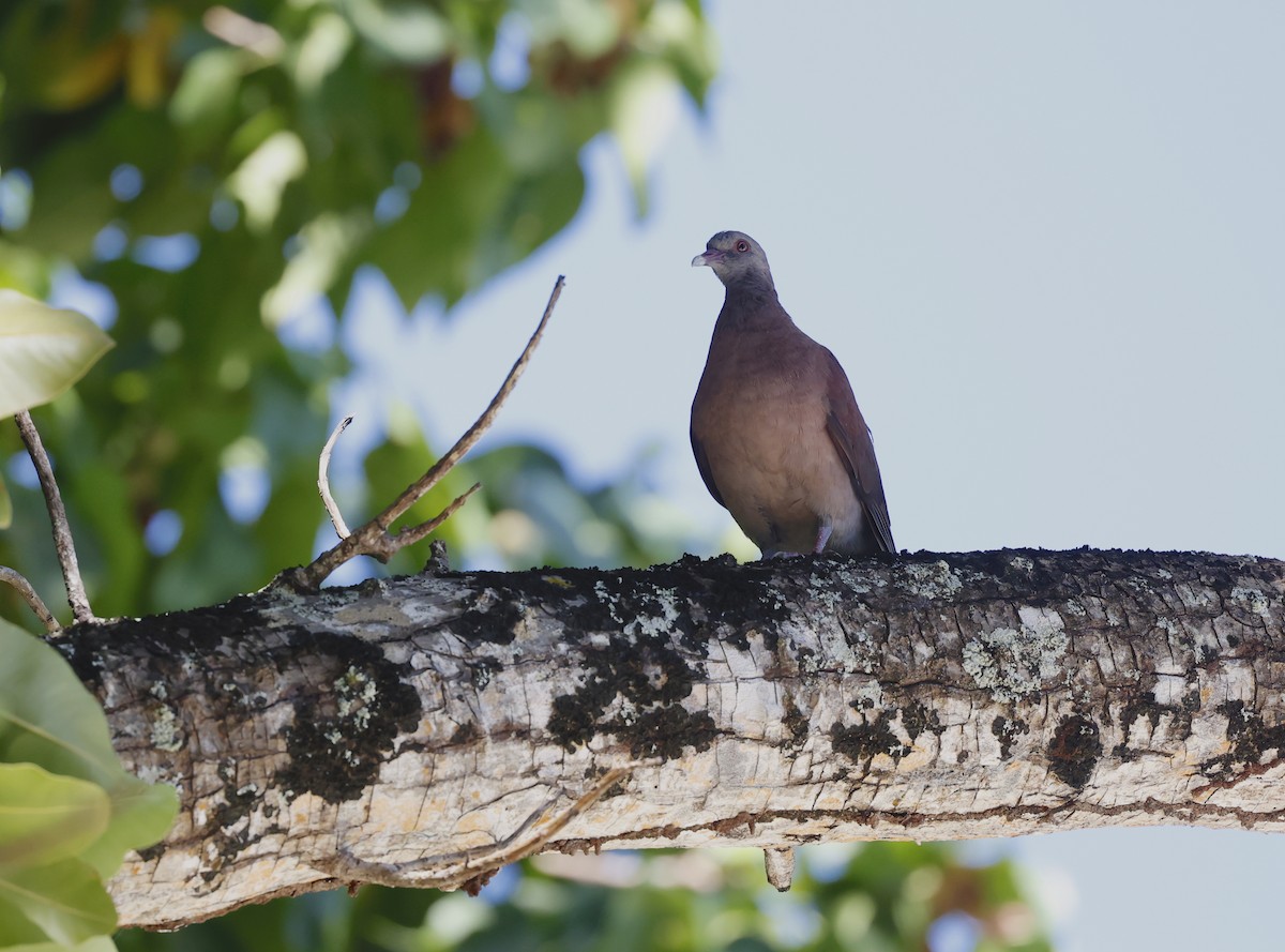 Malagasy Turtle-Dove - ML620707602