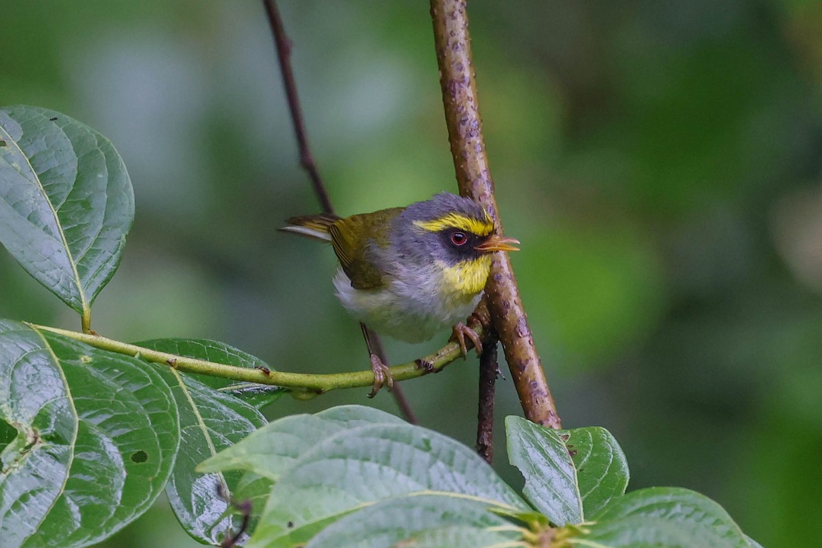 Black-faced Warbler - ML620707603