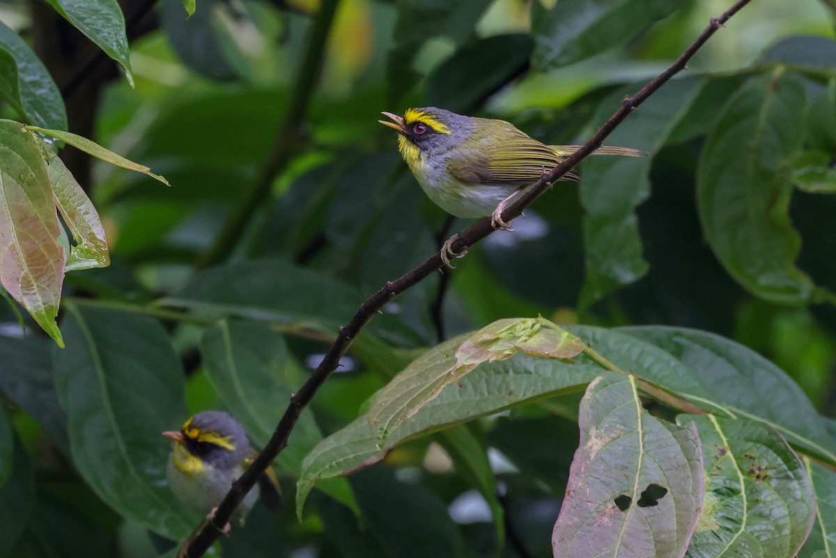 Black-faced Warbler - ML620707604