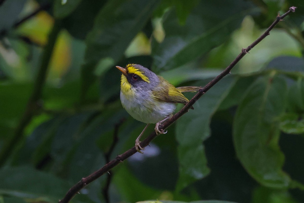 Black-faced Warbler - ML620707605