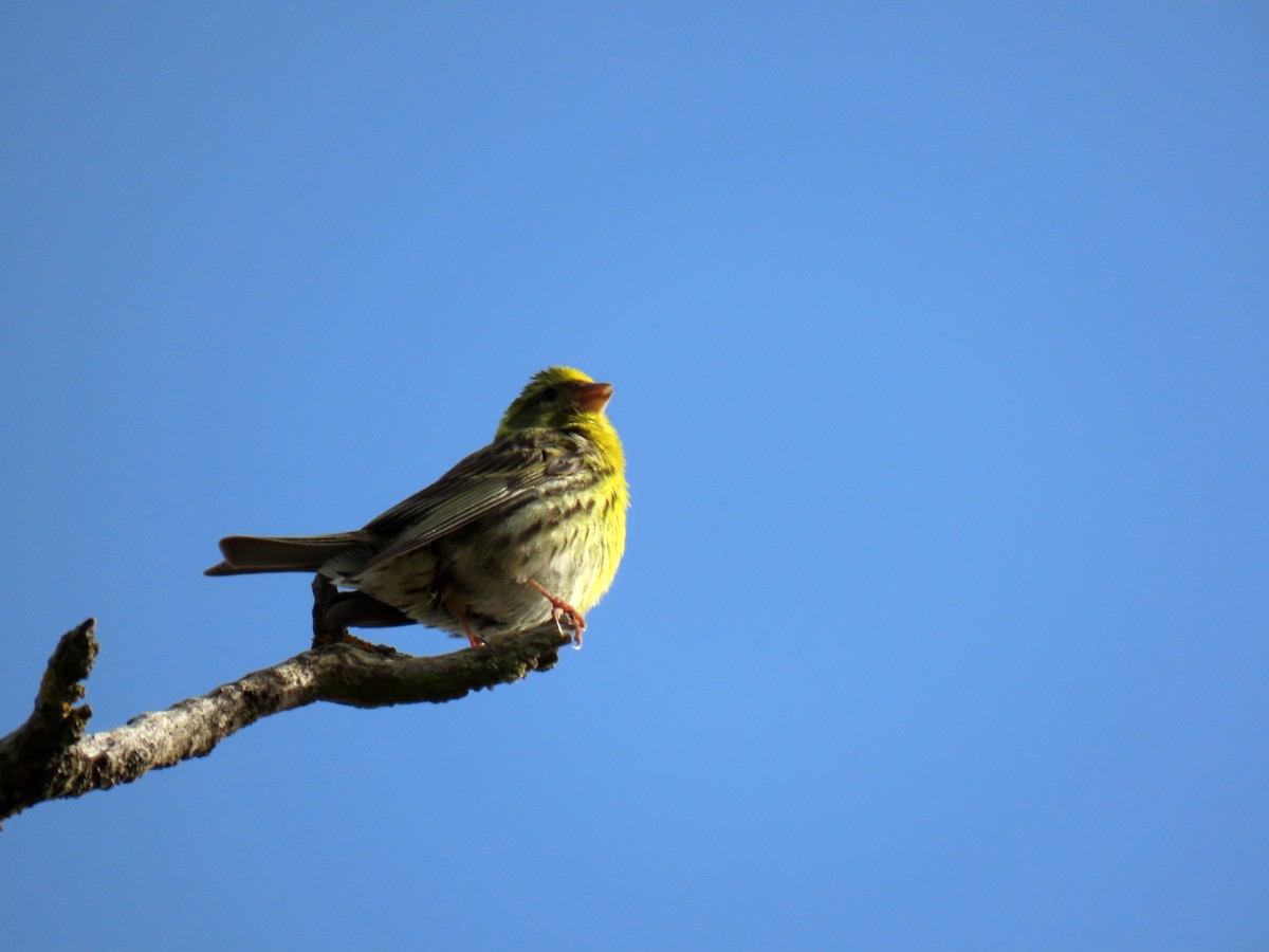 European Serin - ML620707610