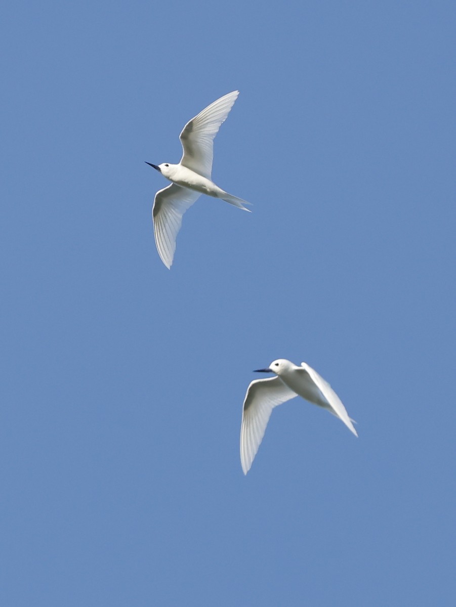 White Tern - ML620707617