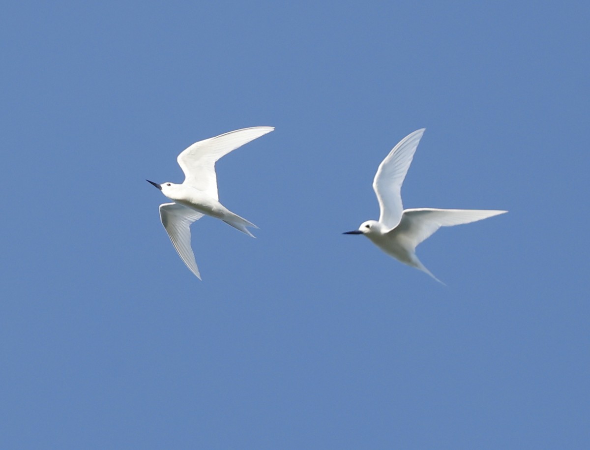 White Tern - ML620707618