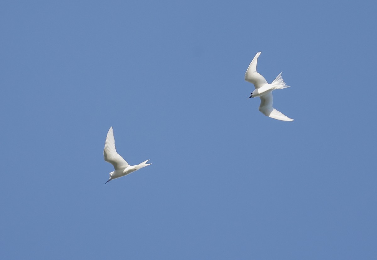 White Tern - ML620707619