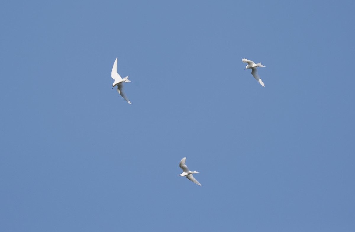 White Tern - ML620707620