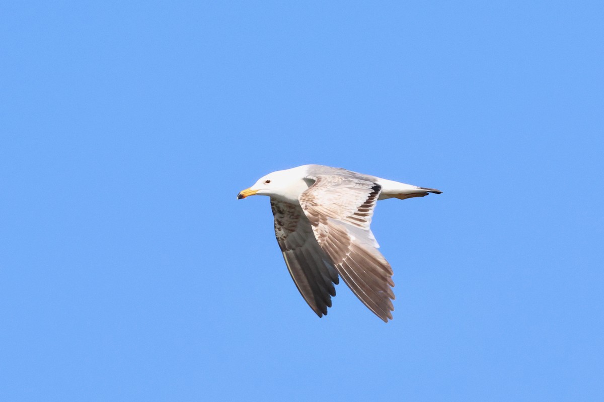 Armenian Gull - Christian Goenner