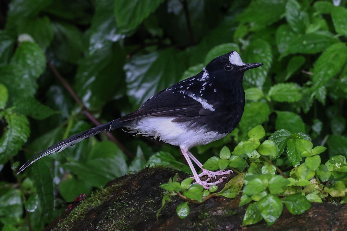 Spotted Forktail - ML620707628