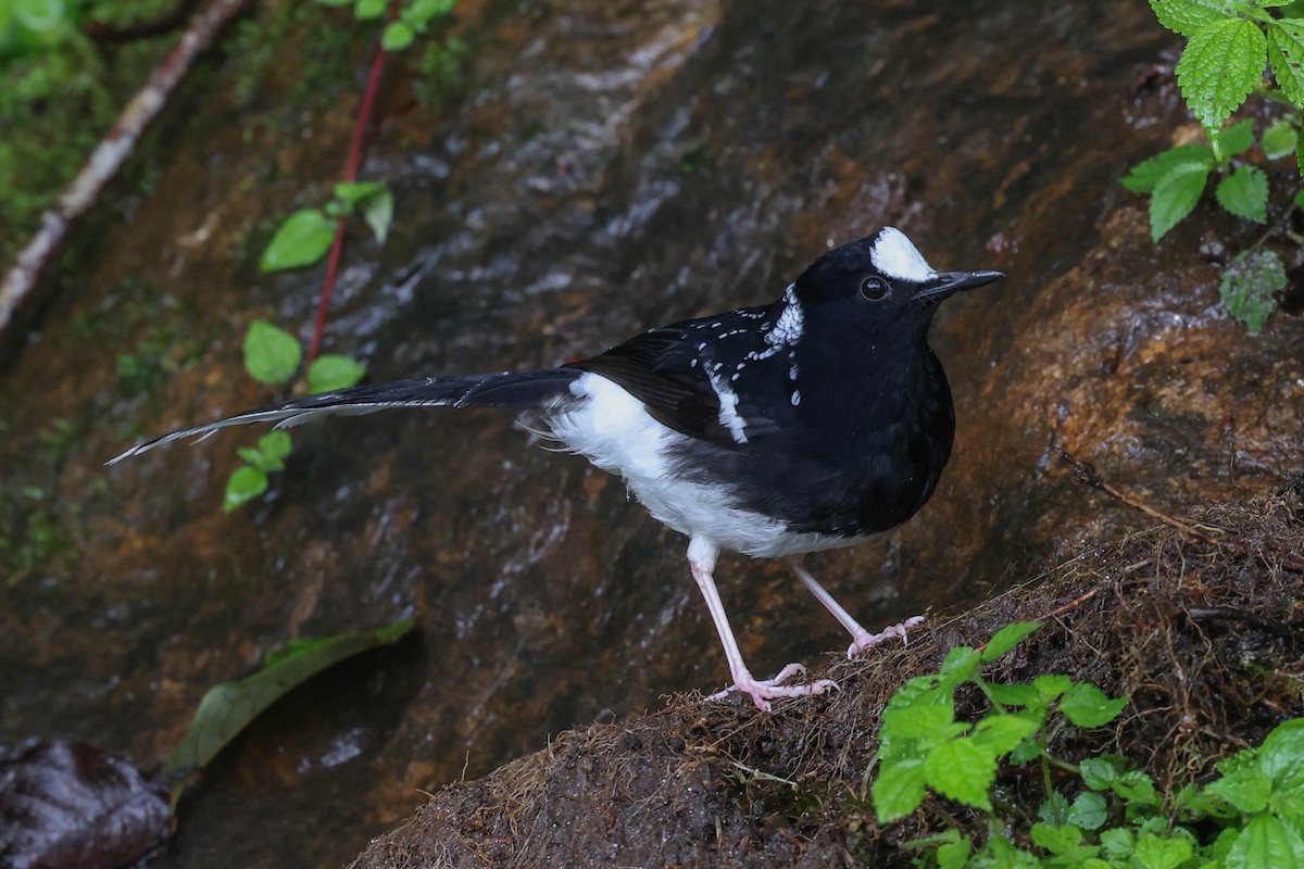 Spotted Forktail - ML620707629