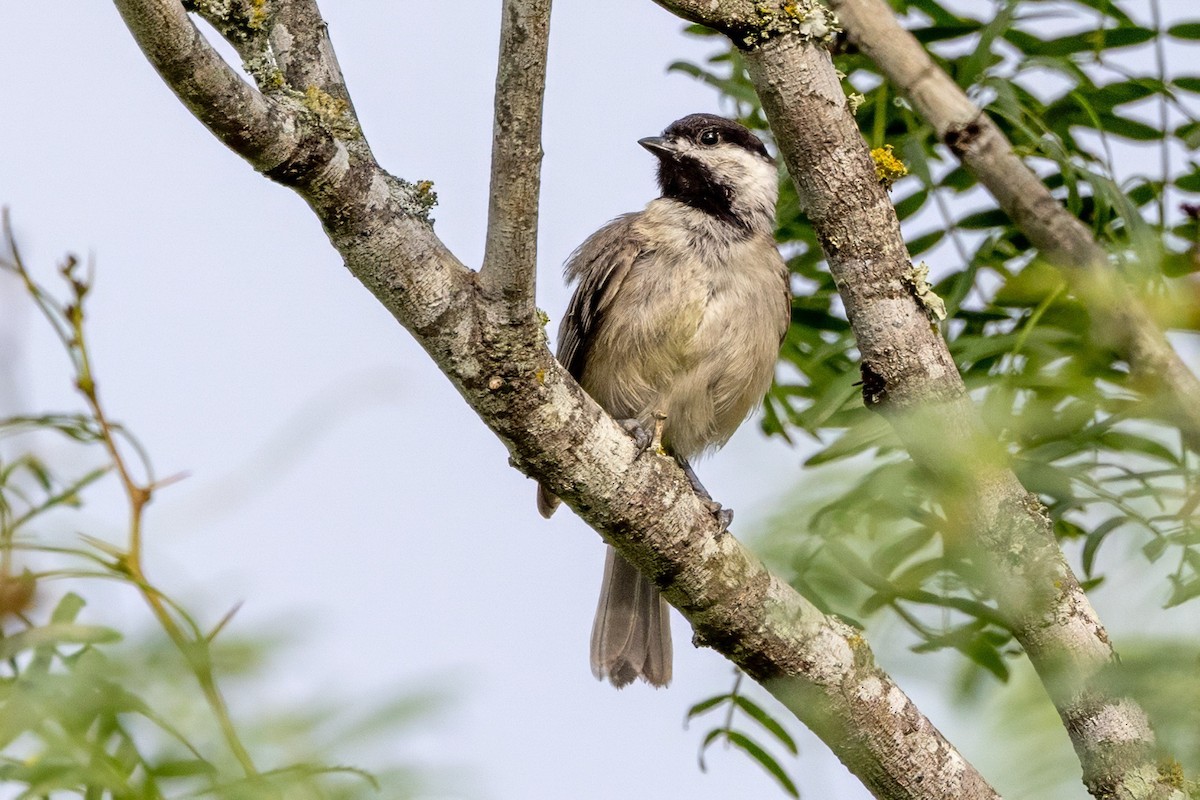 Carolina Chickadee - ML620707631