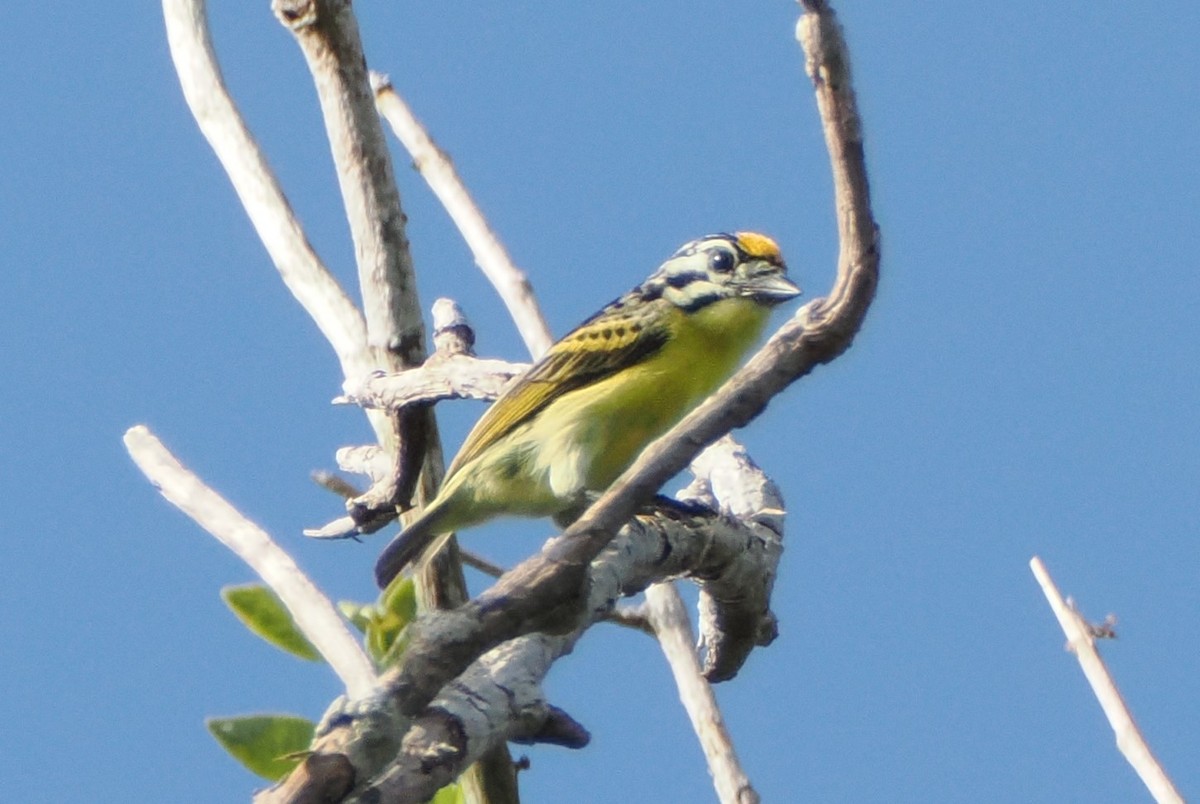 Yellow-fronted Tinkerbird - ML620707632