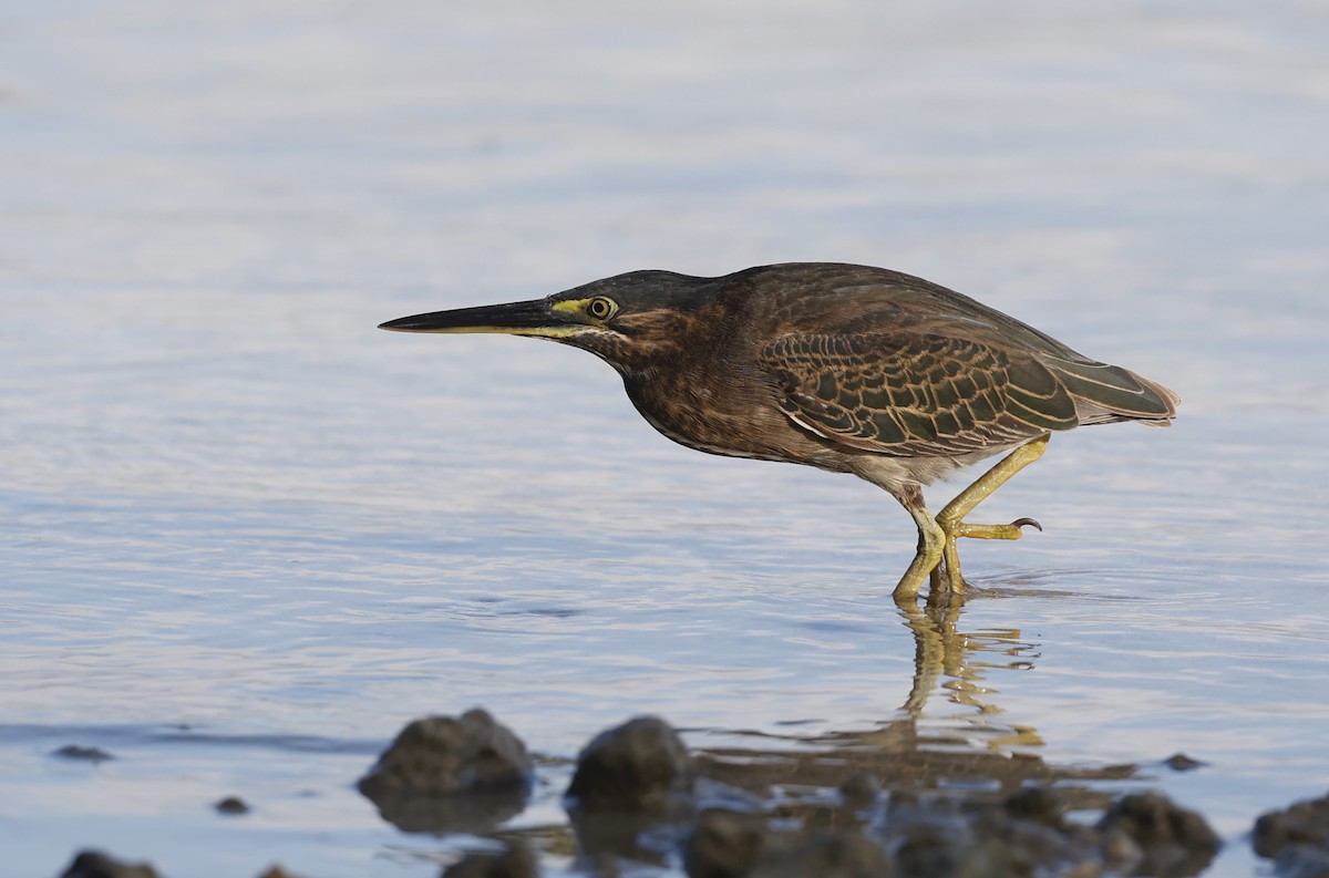 Striated Heron - ML620707638