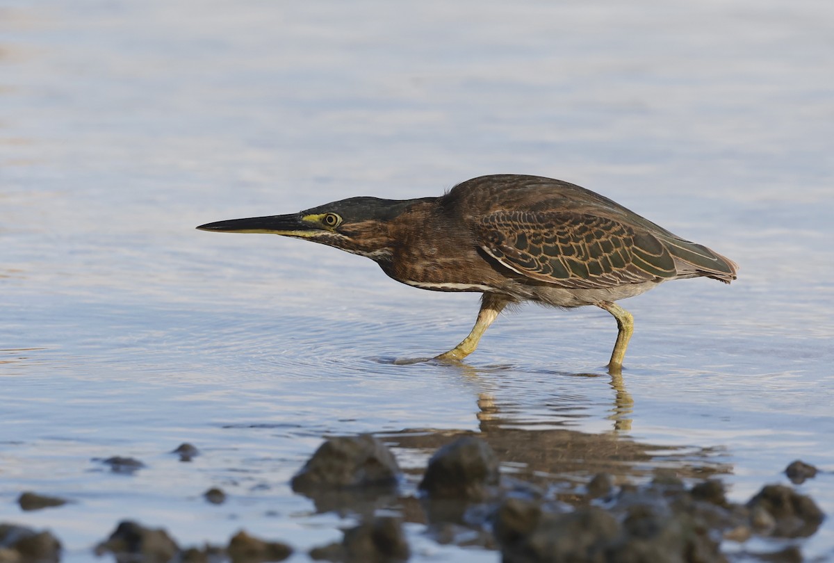 Striated Heron - ML620707639