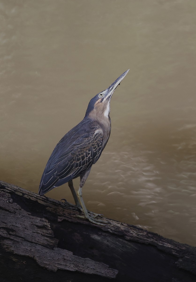 Striated Heron - ML620707640