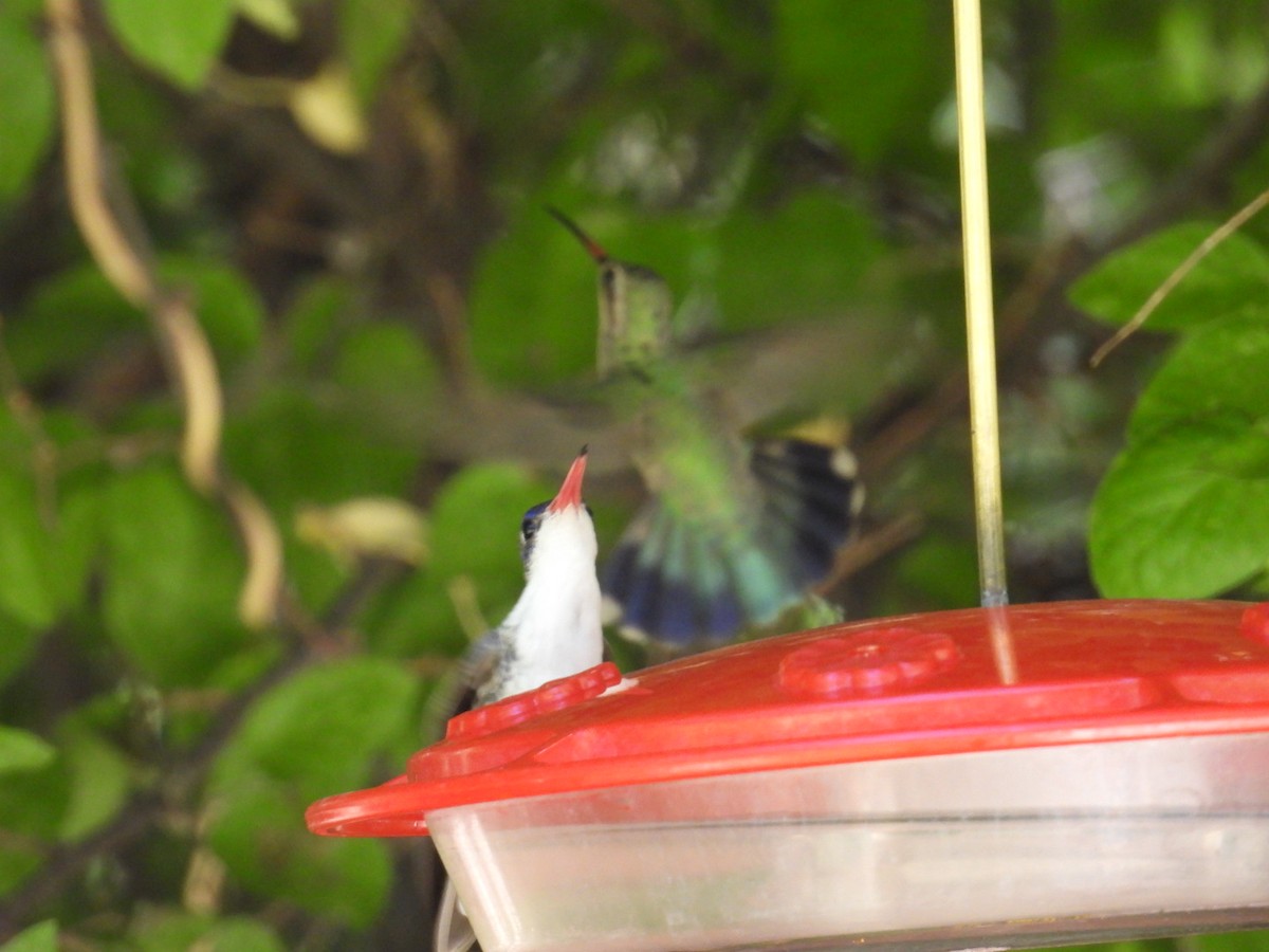 Violet-crowned Hummingbird - ML620707643