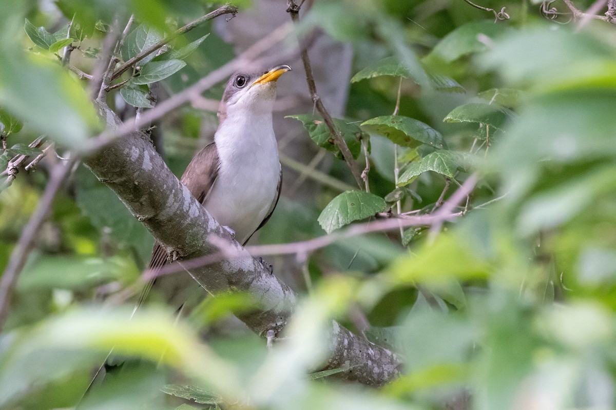 Yellow-billed Cuckoo - ML620707644