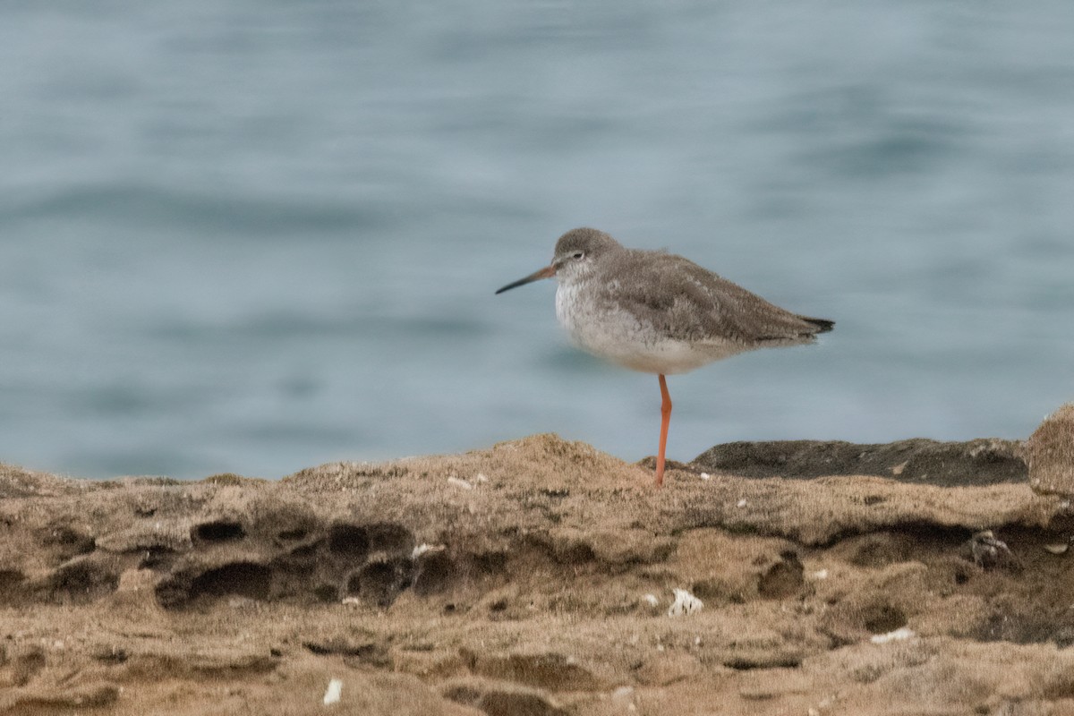 Common Redshank - ML620707645