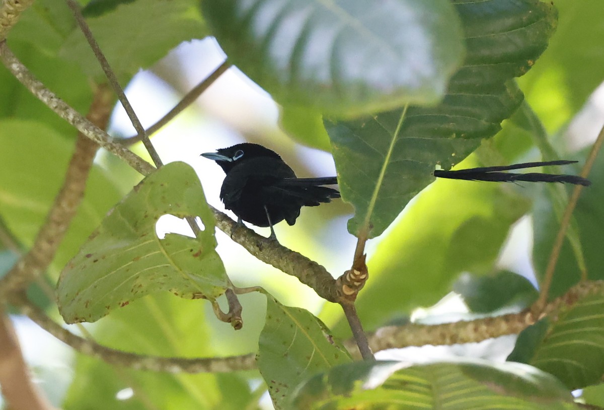 Seychelles Paradise-Flycatcher - ML620707649