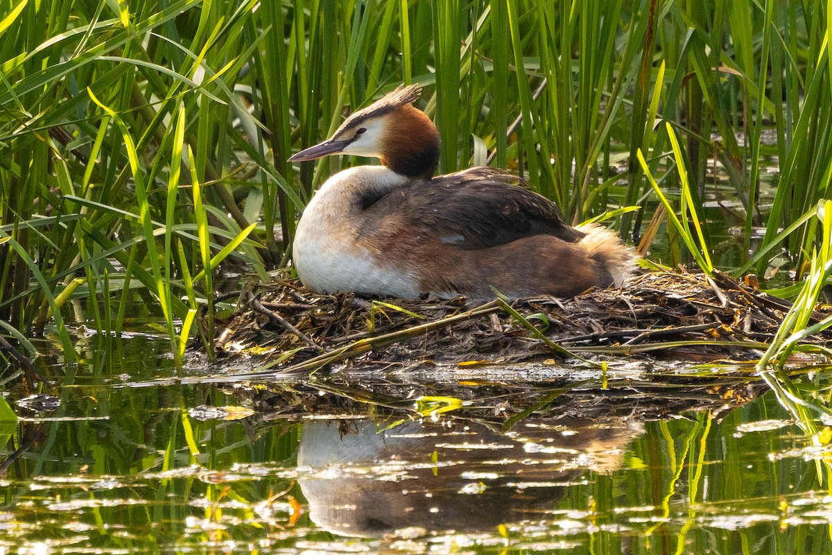 Great Crested Grebe - ML620707653