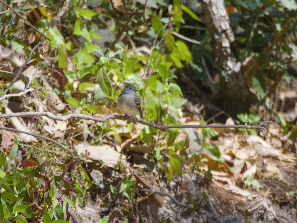 Hammond's Flycatcher - ML620707655