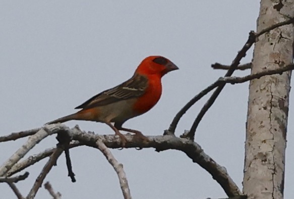 Aldabra Fody - ML620707659