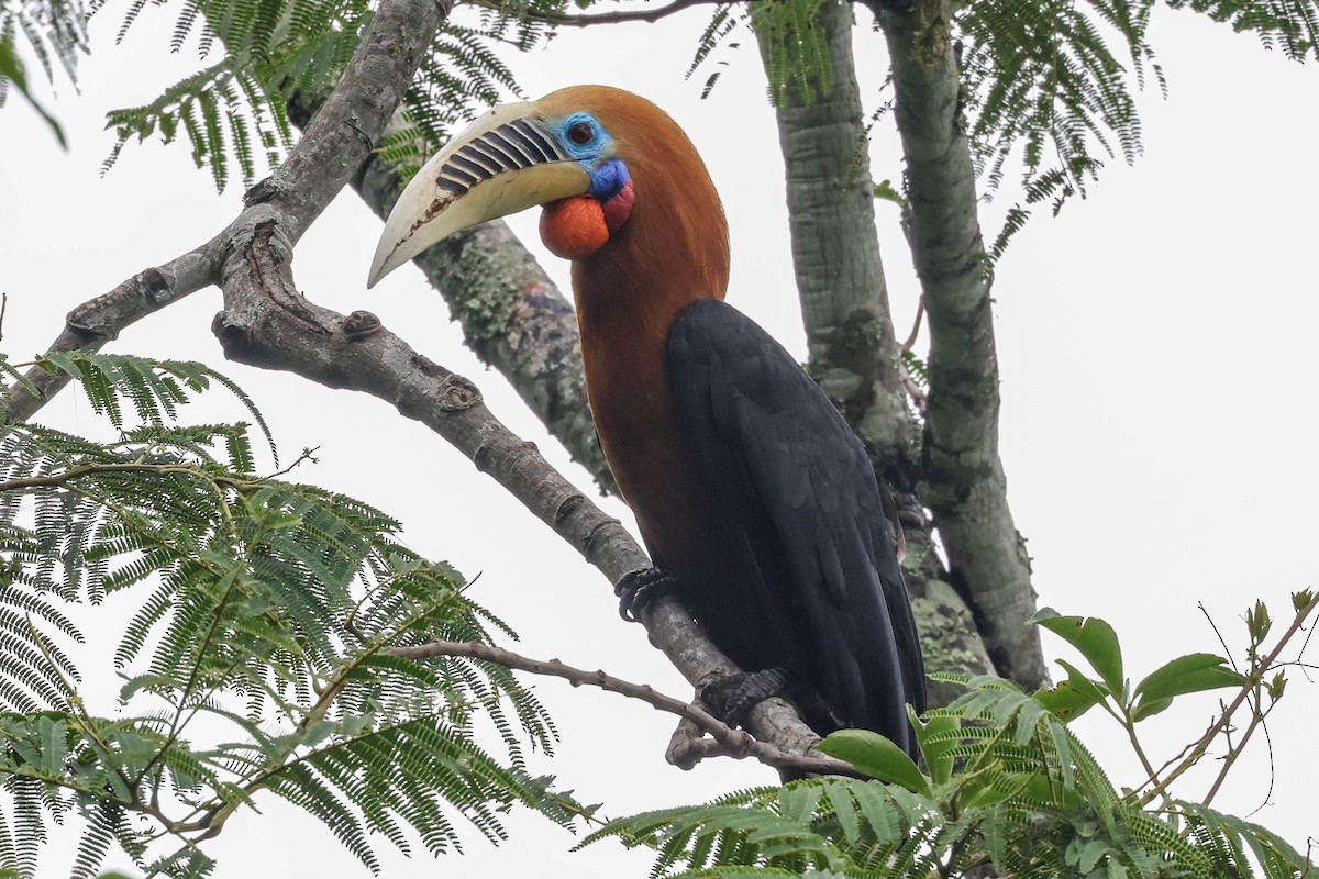 Rufous-necked Hornbill - ML620707663