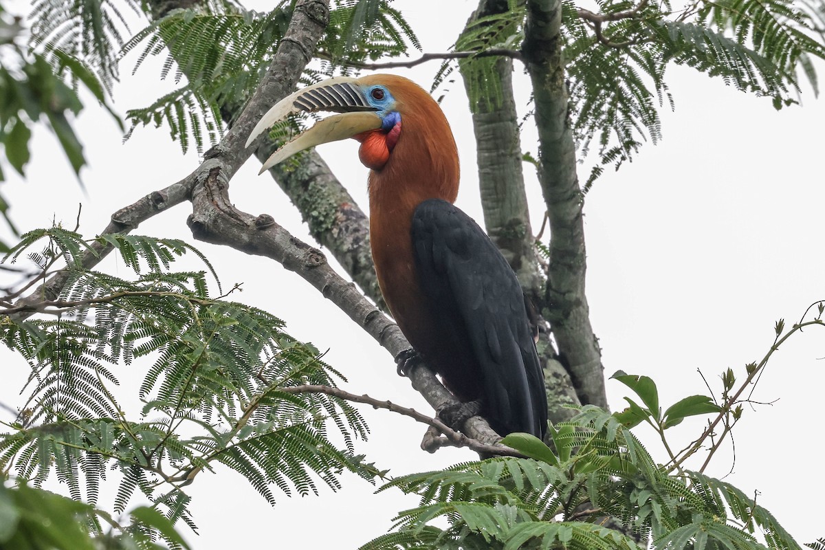 Rufous-necked Hornbill - Allison Miller