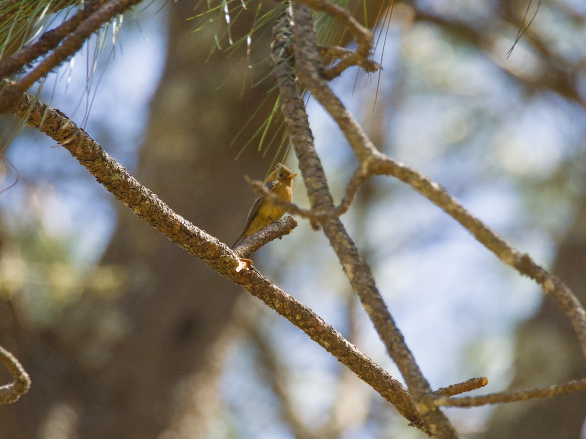 Tufted Flycatcher - ML620707666