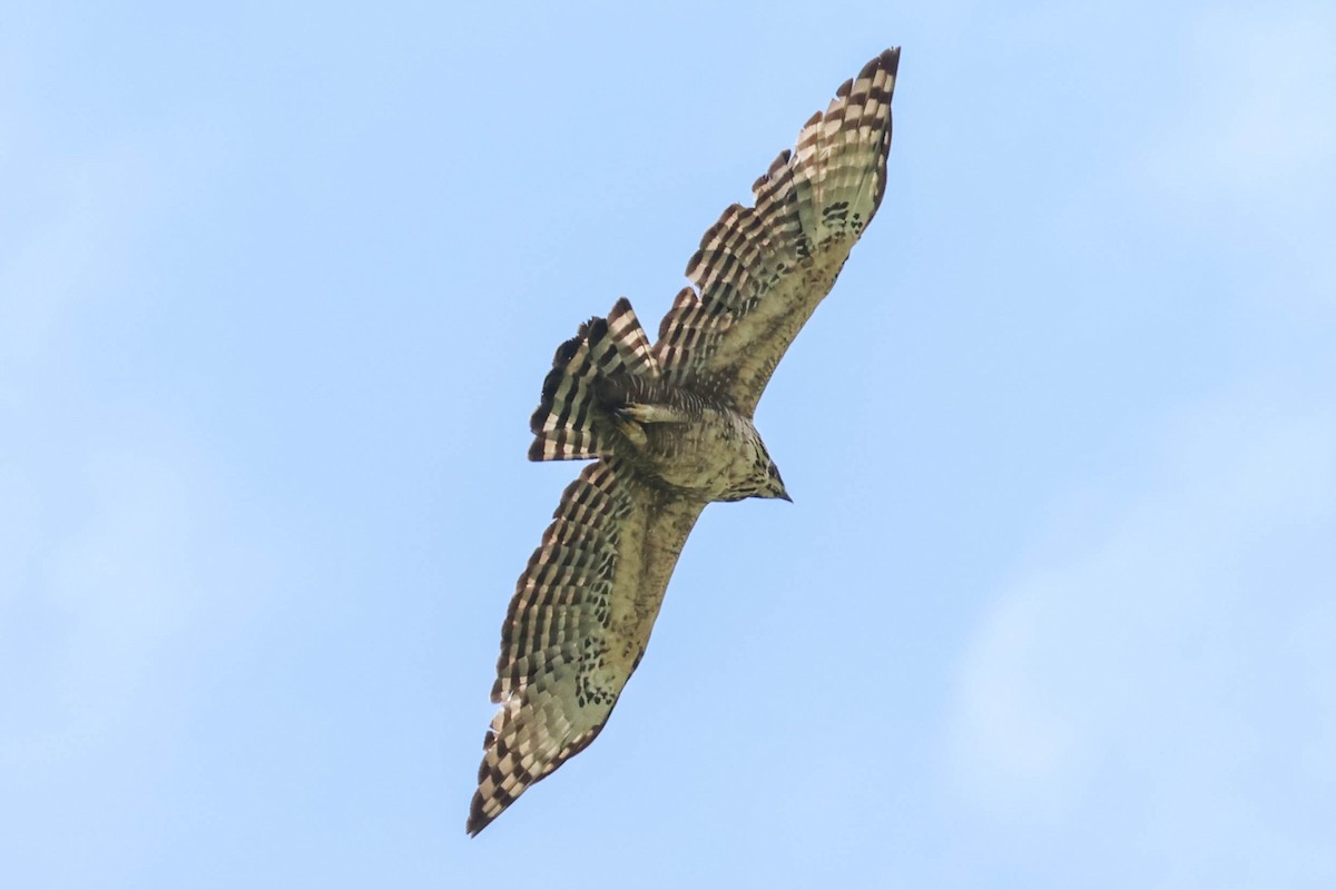 Águila Variable - ML620707669