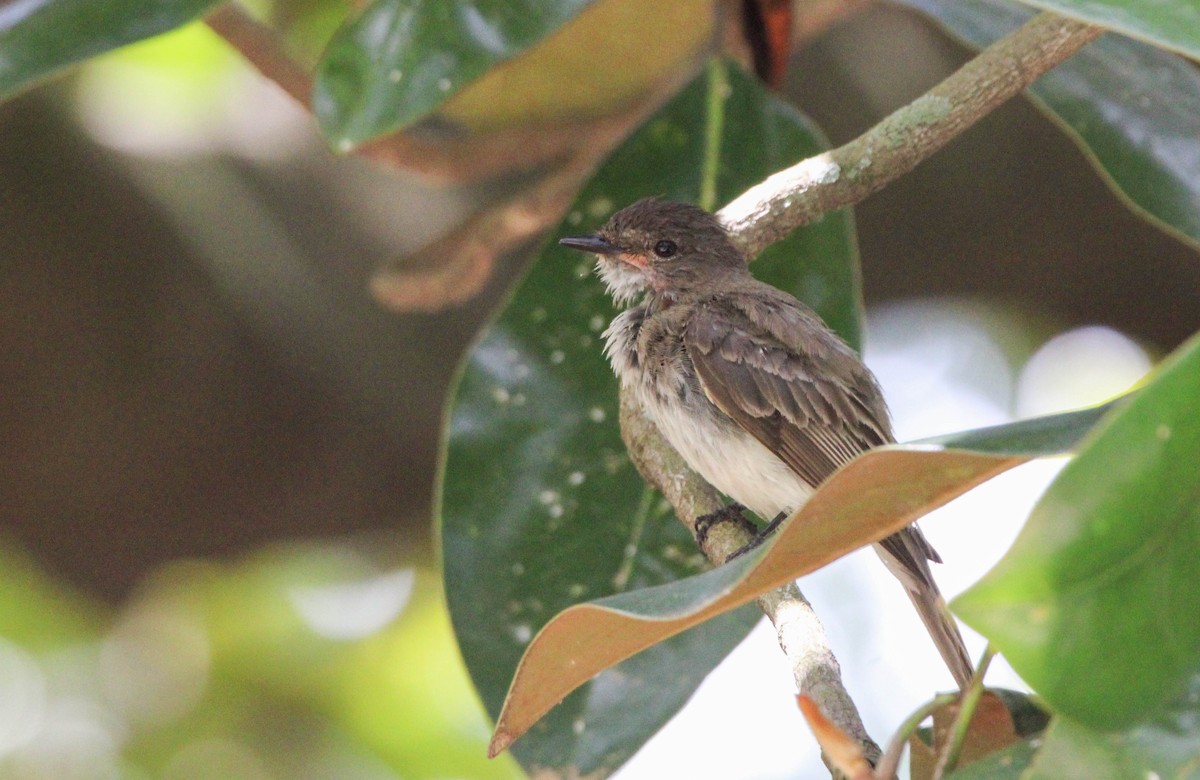 Eastern Phoebe - ML620707671