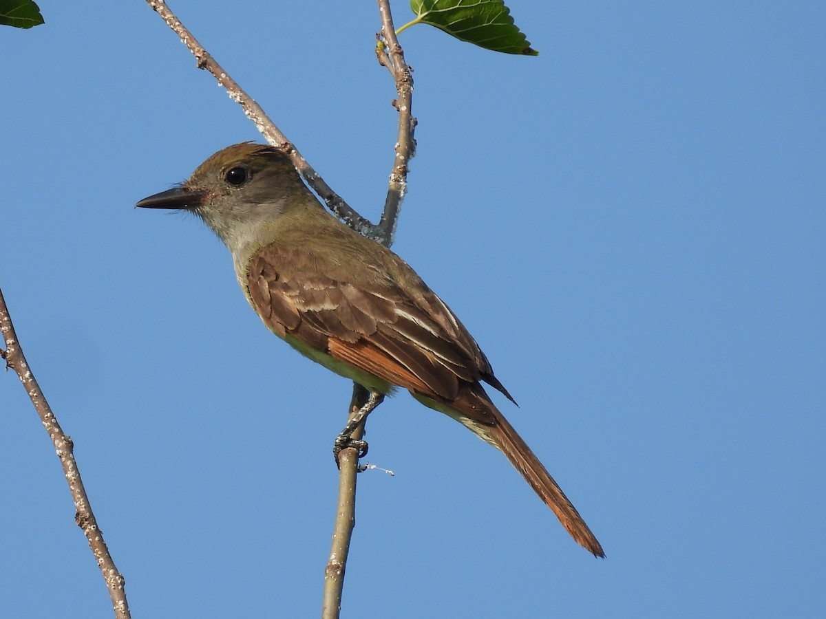 Great Crested Flycatcher - ML620707672