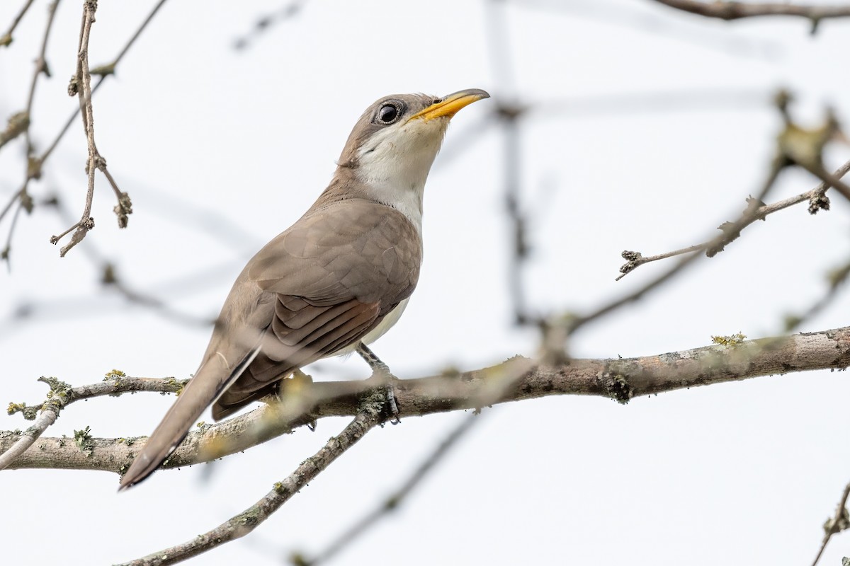 Yellow-billed Cuckoo - ML620707693