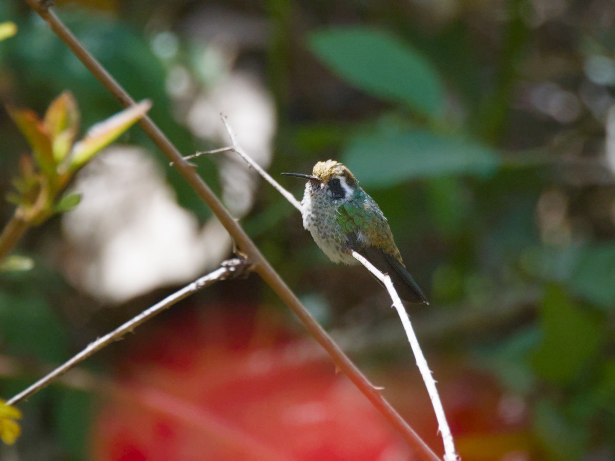 Colibrí Orejiblanco - ML620707694