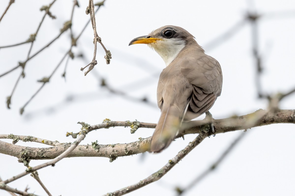 Yellow-billed Cuckoo - ML620707697