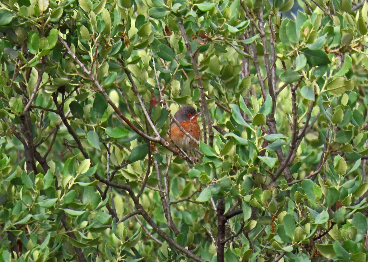 Western Subalpine Warbler - ML620707698