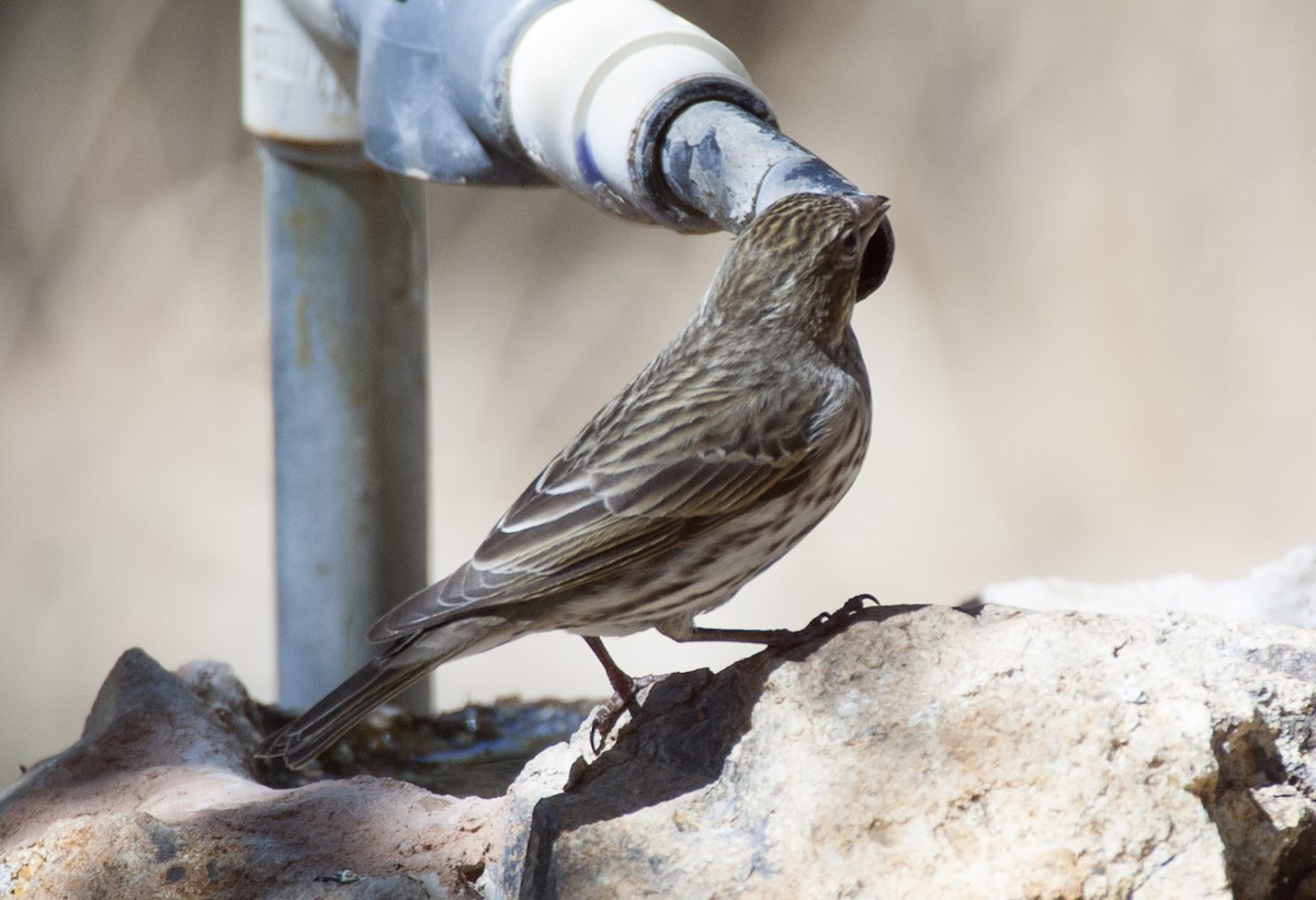 Cassin's Finch - ML620707706